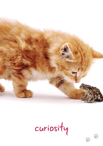 貓咪智慧卡|Cat Wisdom|45張,從不同的角度去看待事物並放輕鬆、懂得玩樂
