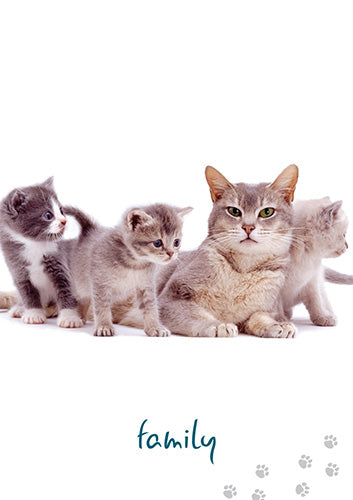 貓咪智慧卡|Cat Wisdom|45張,從不同的角度去看待事物並放輕鬆、懂得玩樂