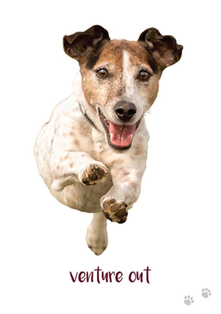狗狗智慧卡|Dog Wisdom Cards|45張,透過我們的好朋友獲得啟發性見解