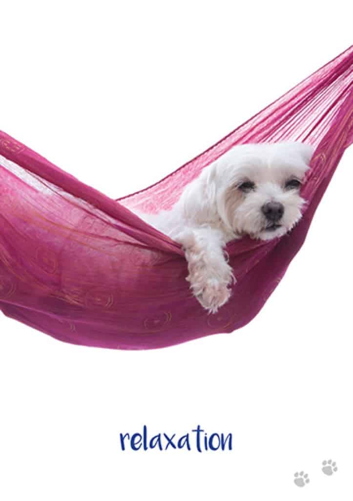 狗狗智慧卡|Dog Wisdom Cards|45張,透過我們的好朋友獲得啟發性見解